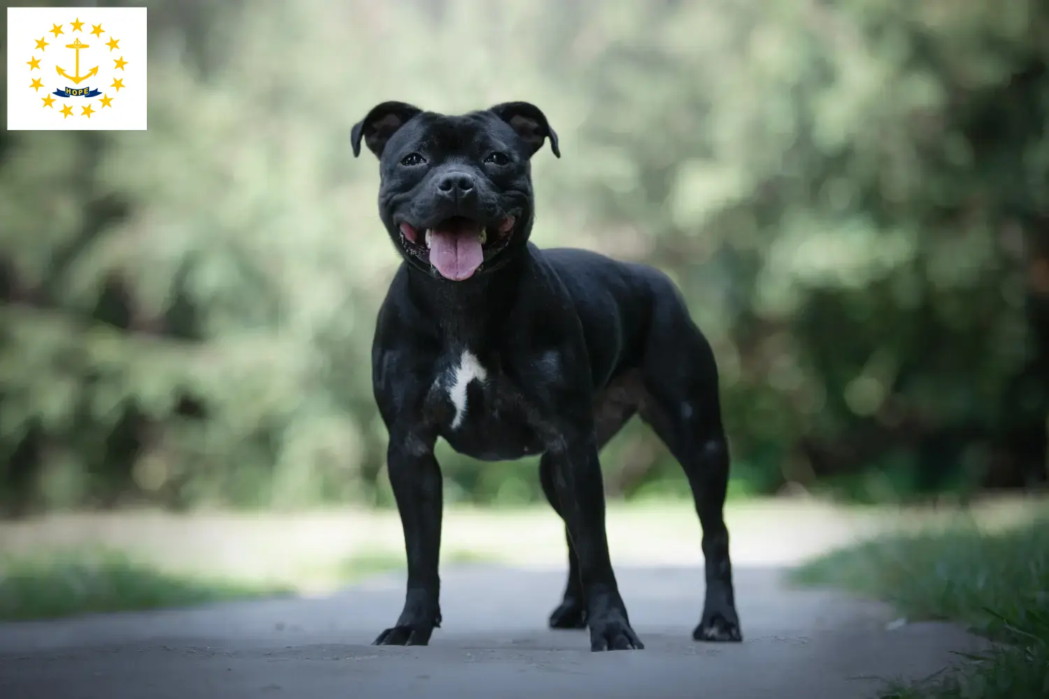 Staffordshire Bull Terrier puppies and breeders Rhode Island Find Staffordshire Bull Terrier breeders in Rhode Island.
