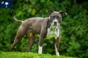 Read more about the article Staffordshire Bull Terrier breeders and puppies in South Carolina