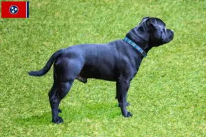 Read more about the article Staffordshire Bull Terrier breeders and puppies in Tennessee