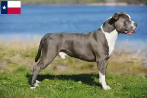 Read more about the article Staffordshire Bull Terrier breeders and puppies in Texas