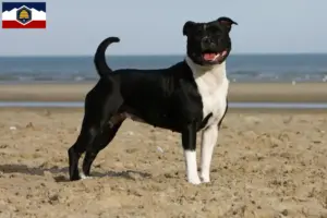 Read more about the article Staffordshire Bull Terrier breeders and puppies in Utah