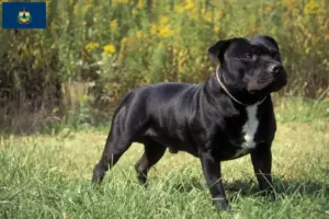 Read more about the article Staffordshire Bull Terrier breeders and puppies in Vermont