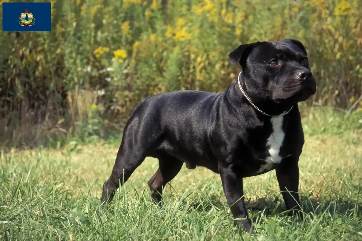 Staffordshire Bull Terrier puppies and breeders Vermont Find Staffordshire Bull Terrier breeders in Vermont.