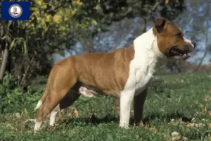 Read more about the article Staffordshire Bull Terrier breeders and puppies in Virginia