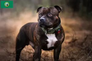 Read more about the article Staffordshire Bull Terrier breeders and puppies in Washington