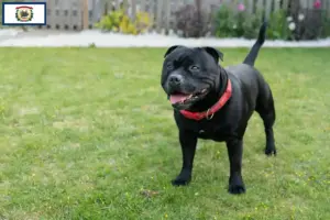 Read more about the article Staffordshire Bull Terrier breeders and puppies in West Virginia
