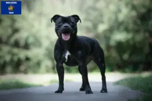 Read more about the article Staffordshire Bull Terrier breeders and puppies in Wisconsin