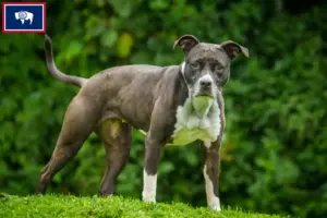 Read more about the article Staffordshire Bull Terrier breeders and puppies in Wyoming