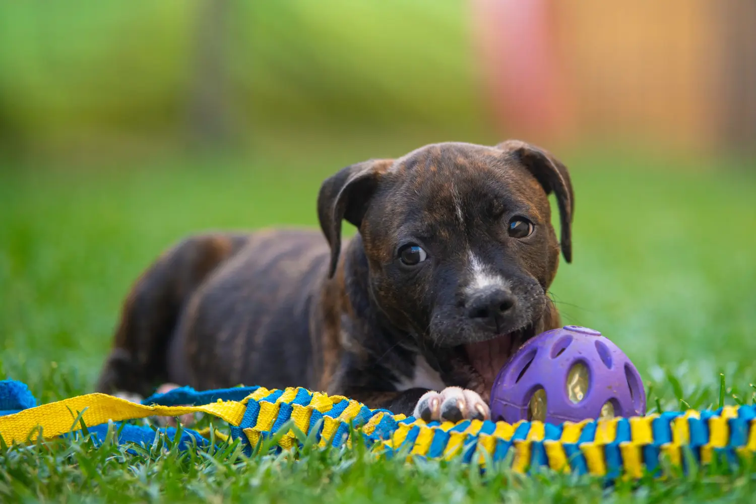 Buying a Staffordshire Bull Terrier puppy means taking responsibility! Buy Staffordshire Bull Terrier puppies.