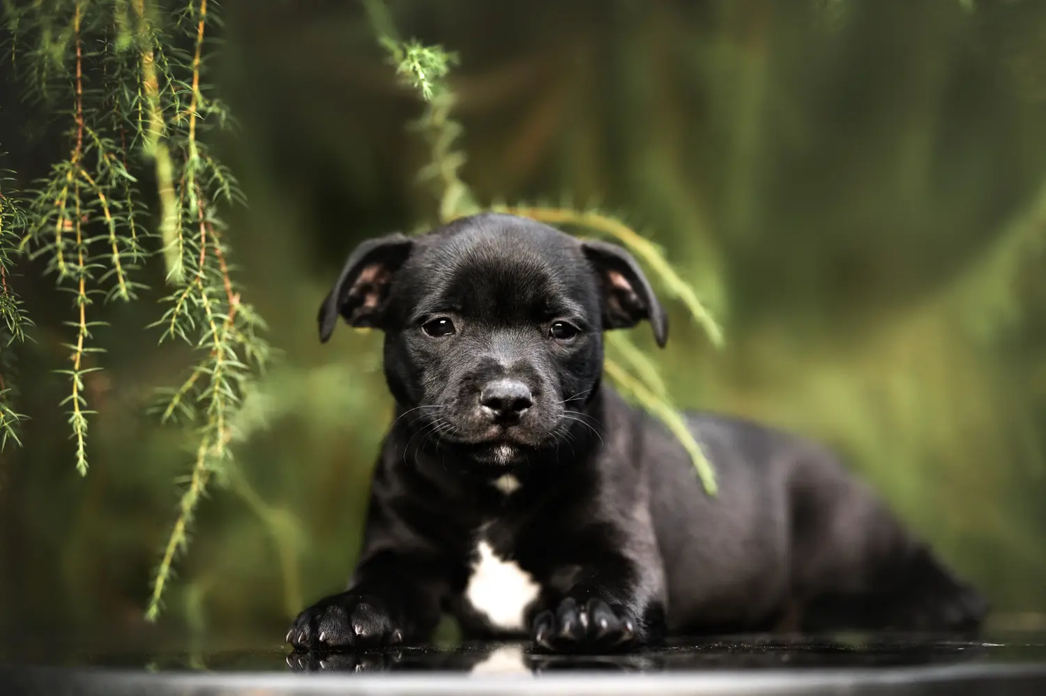 Buying a Staffordshire Bull Terrier puppy means taking responsibility! Buy Staffordshire Bull Terrier puppies.