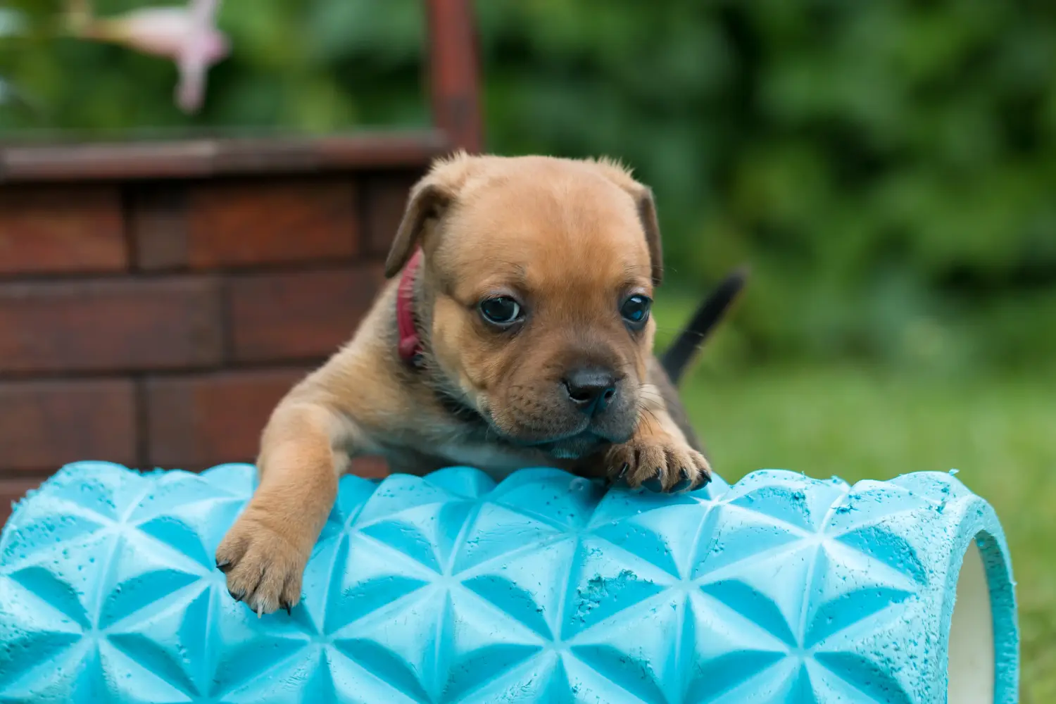 Buying a Staffordshire Bull Terrier puppy means taking responsibility! Buy Staffordshire Bull Terrier puppies.