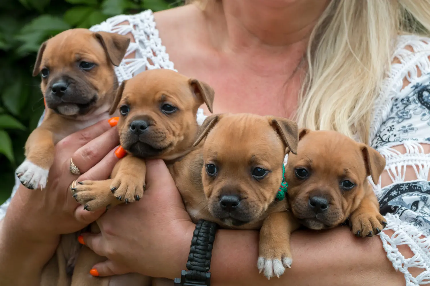 Buying a Staffordshire Bull Terrier puppy means taking responsibility! Buy Staffordshire Bull Terrier puppies.