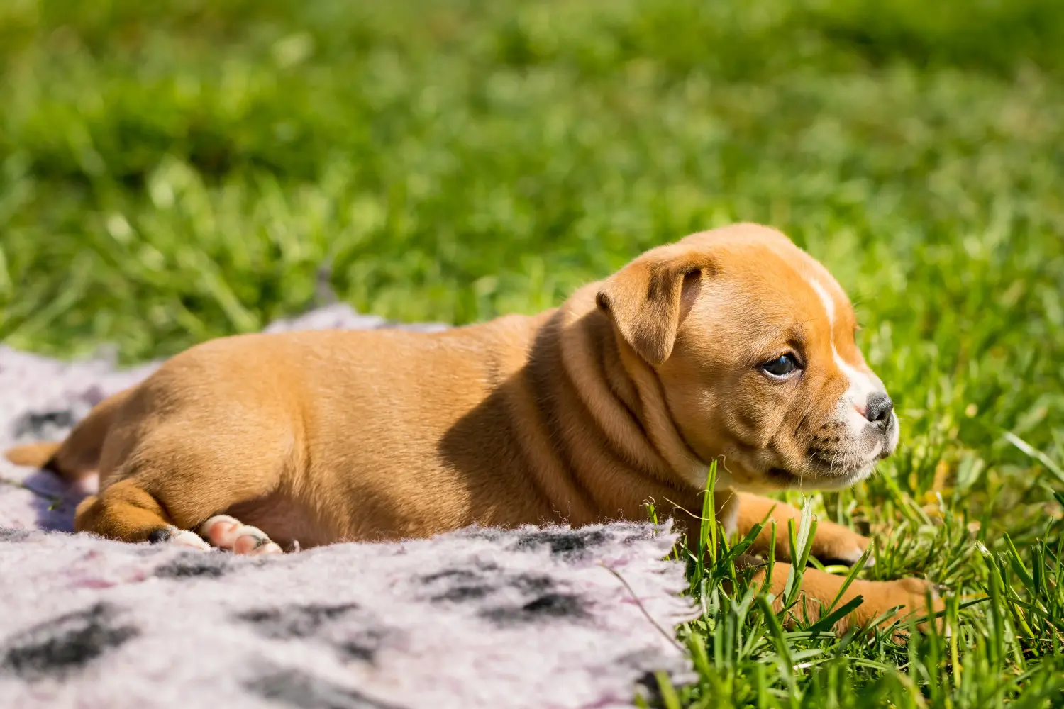 Buying a Staffordshire Bull Terrier puppy means taking responsibility! Buy Staffordshire Bull Terrier puppies.