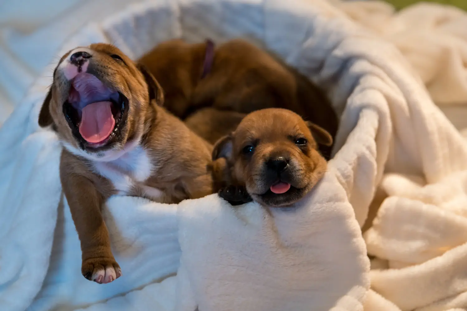 Buying a Staffordshire Bull Terrier puppy means taking responsibility! Buy Staffordshire Bull Terrier puppies.