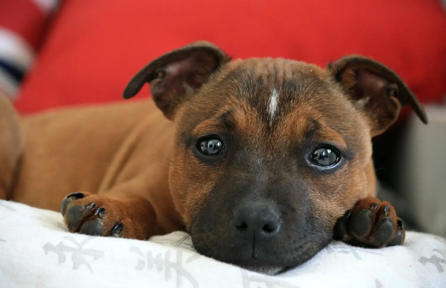 Buying a Staffordshire Bull Terrier puppy means taking responsibility! Buy Staffordshire Bull Terrier puppies.