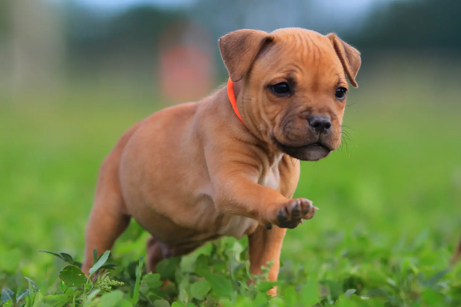 Buying a Staffordshire Bull Terrier puppy means taking responsibility! Buy Staffordshire Bull Terrier puppies.