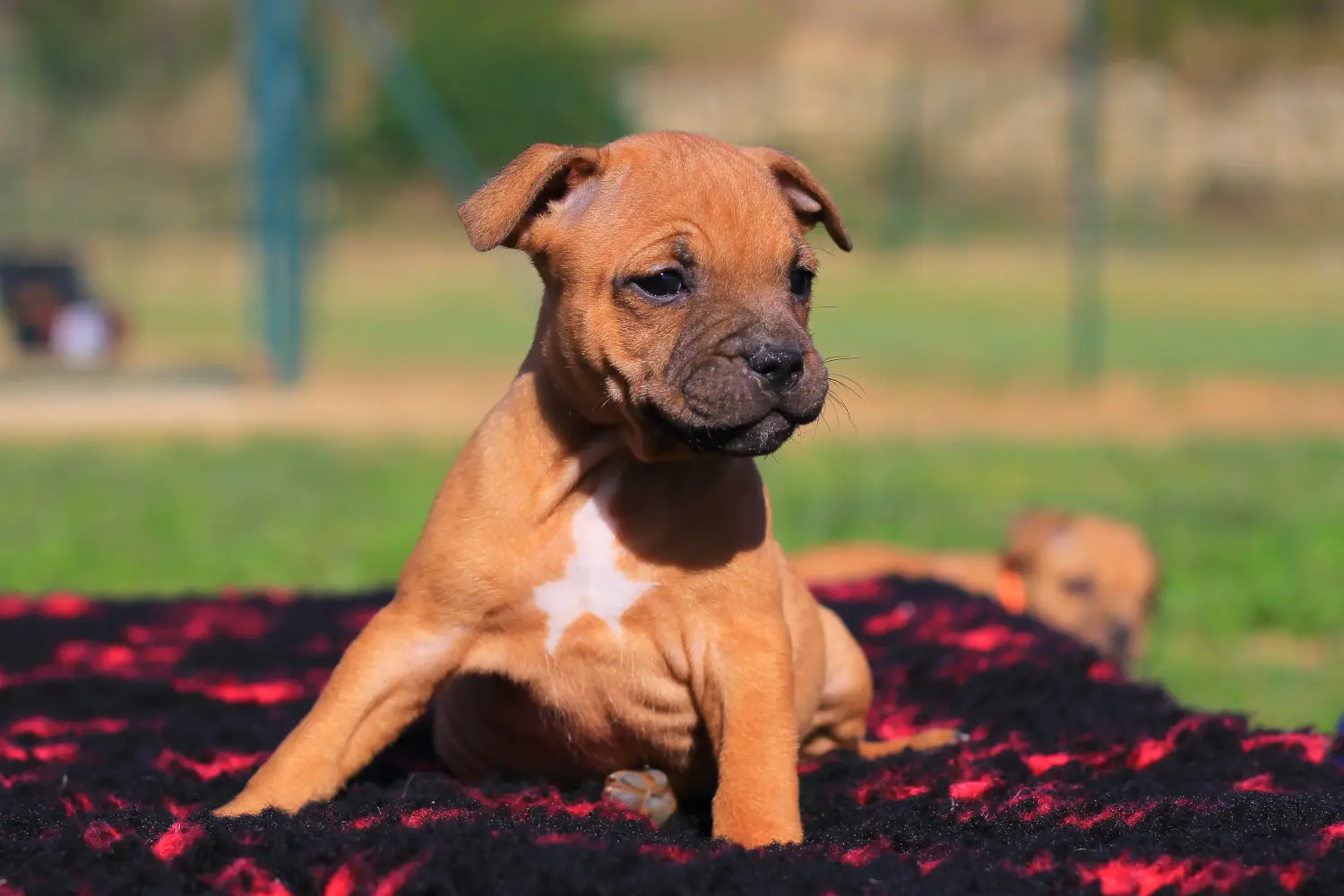 Buying a Staffordshire Bull Terrier puppy means taking responsibility! Buy Staffordshire Bull Terrier puppies.