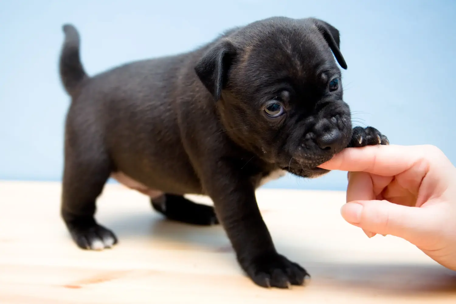 Buying a Staffordshire Bull Terrier puppy means taking responsibility! Buy Staffordshire Bull Terrier puppies.