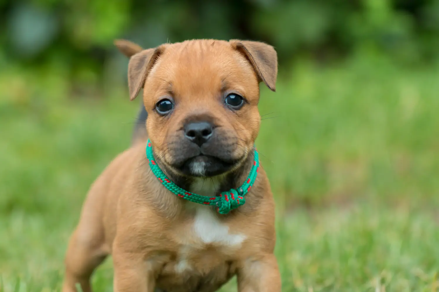 Buying a Staffordshire Bull Terrier puppy means taking responsibility! Buy Staffordshire Bull Terrier puppies.