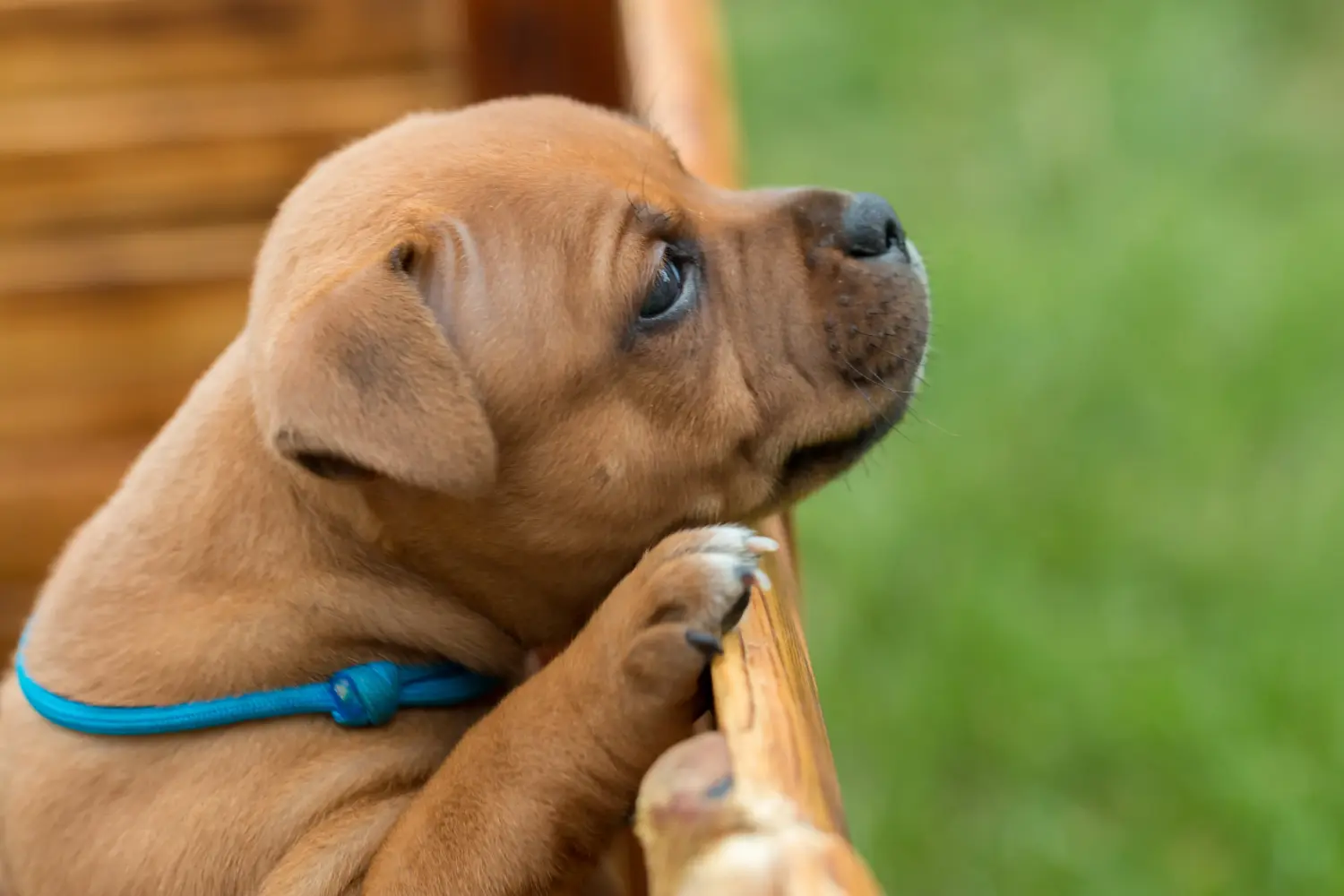 Buying a Staffordshire Bull Terrier puppy means taking responsibility! Buy Staffordshire Bull Terrier puppies.