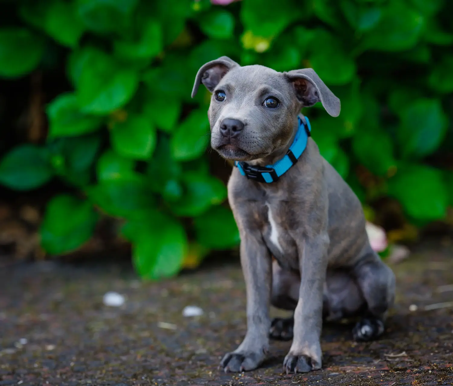 Buying a Staffordshire Bull Terrier puppy means taking responsibility! Buy Staffordshire Bull Terrier puppies.