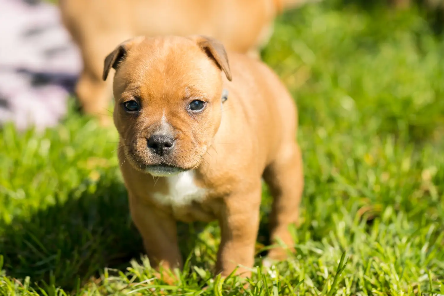 Buying a Staffordshire Bull Terrier puppy means taking responsibility! Buy Staffordshire Bull Terrier puppies.
