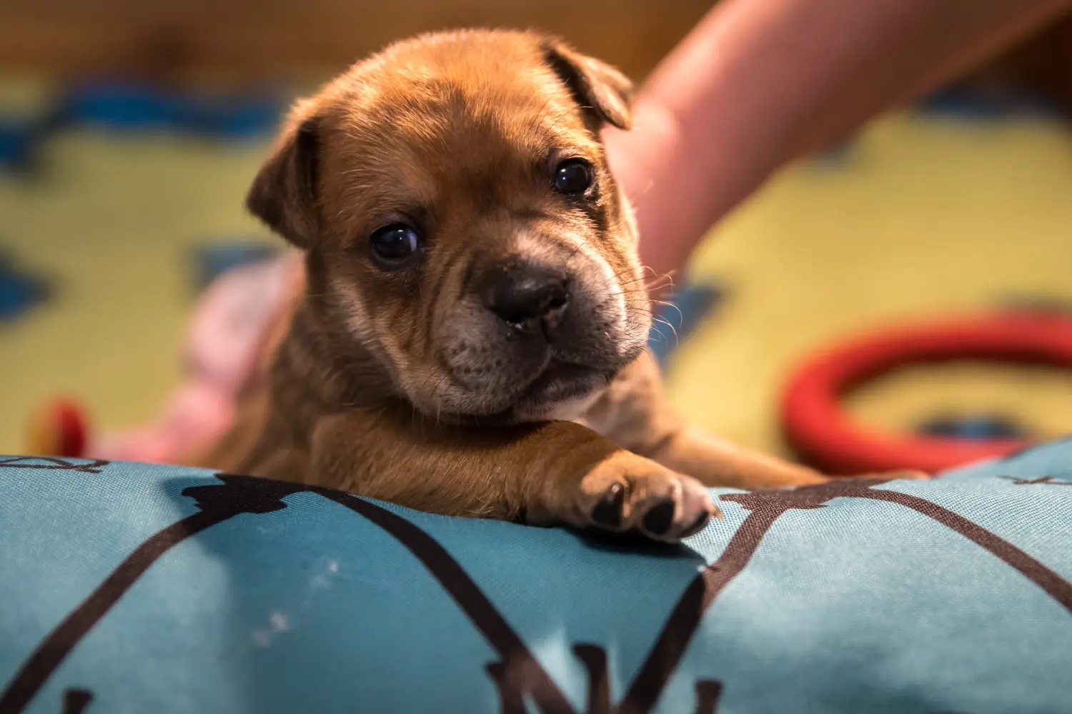 Buying a Staffordshire Bull Terrier puppy means taking responsibility! Buy Staffordshire Bull Terrier puppies.