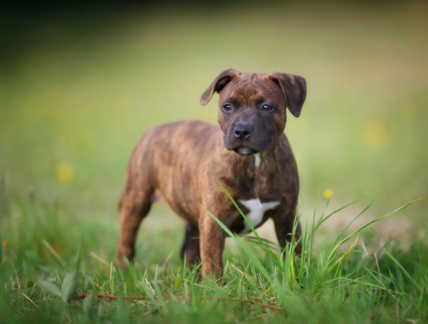 Buying a Staffordshire Bull Terrier puppy means taking responsibility! Buy Staffordshire Bull Terrier puppies.