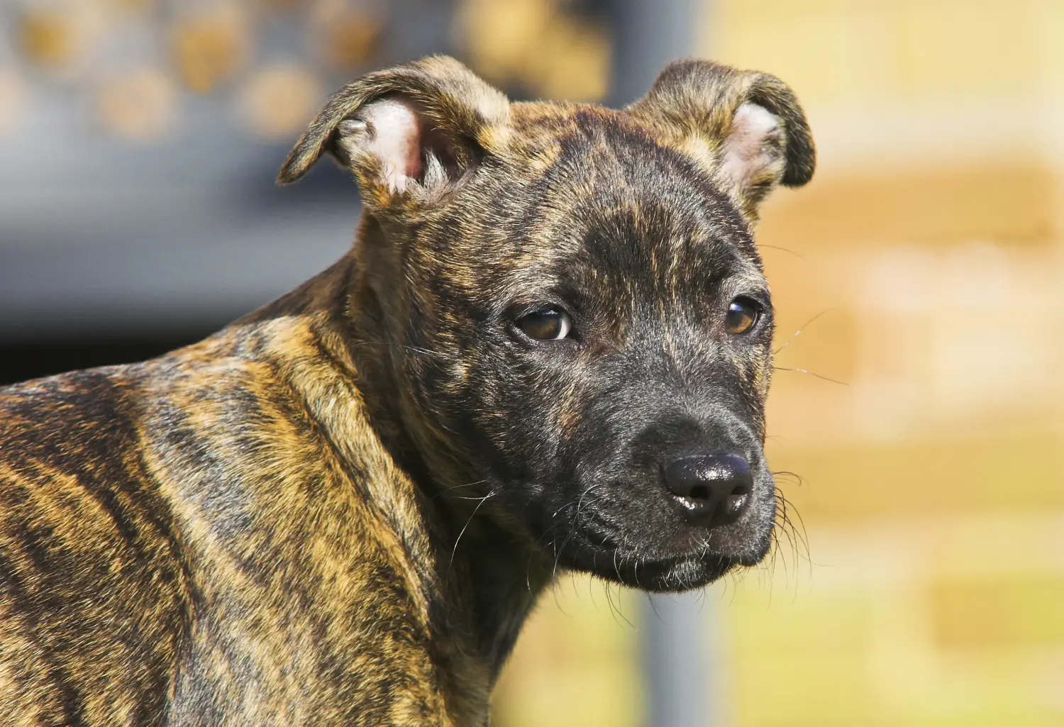 Buying a Staffordshire Bull Terrier puppy means taking responsibility! Buy Staffordshire Bull Terrier puppies.