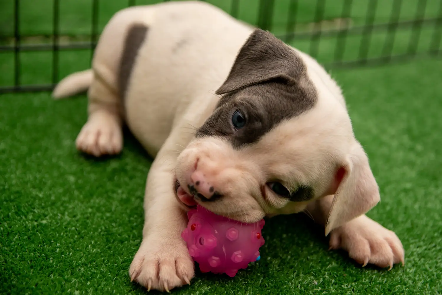 Buying a Staffordshire Bull Terrier puppy means taking responsibility! Buy Staffordshire Bull Terrier puppies.
