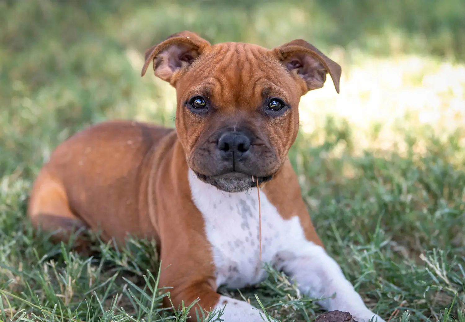 Buying a Staffordshire Bull Terrier puppy means taking responsibility! Buy Staffordshire Bull Terrier puppies.