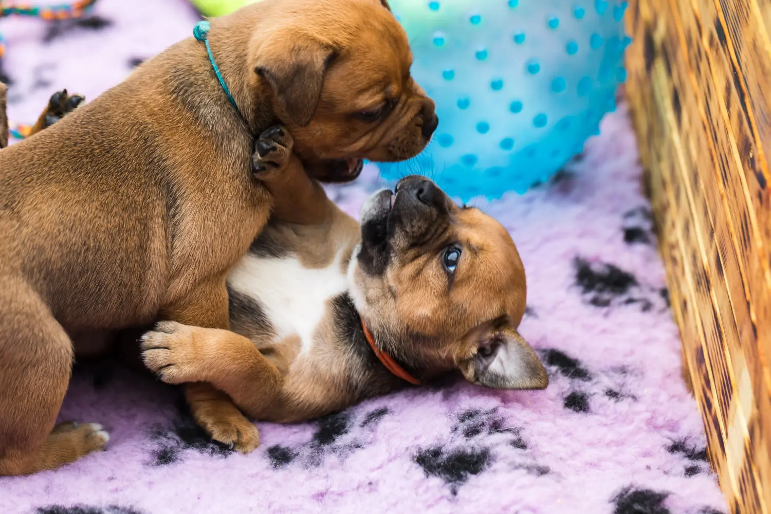 Buying a Staffordshire Bull Terrier puppy means taking responsibility! Buy Staffordshire Bull Terrier puppies.