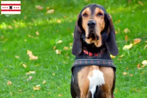 Read more about the article Swiss hound breeders and puppies in Drenthe