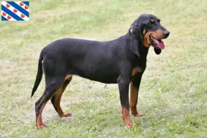 Read more about the article Swiss hound breeders and puppies in Friesland
