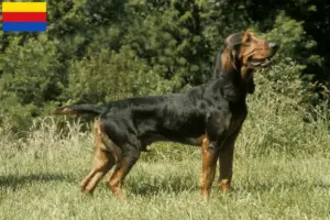 Read more about the article Swiss hound breeders and puppies in North Holland