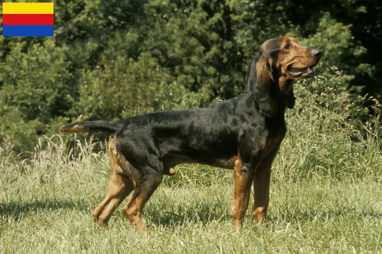 Swiss hound puppies and breeders North Holland Here you'll find Swiss Mountain Dog breeders in North Holland.