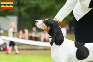 Read more about the article Swiss hound breeders and puppies in Overijssel