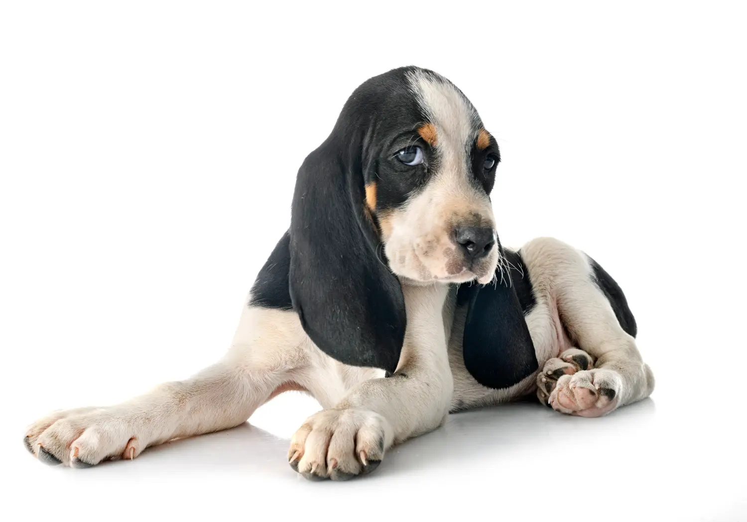 Buying a Swiss hound puppy means taking responsibility! Buy Swiss hound puppies.