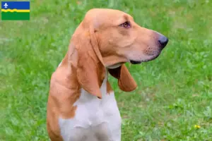 Read more about the article Swiss hound breeders and puppies in Flevoland