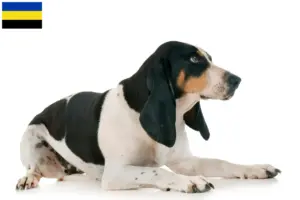Read more about the article Swiss hound breeders and puppies in Gelderland