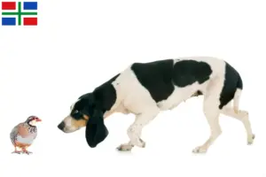 Read more about the article Swiss hound breeders and puppies in Groningen