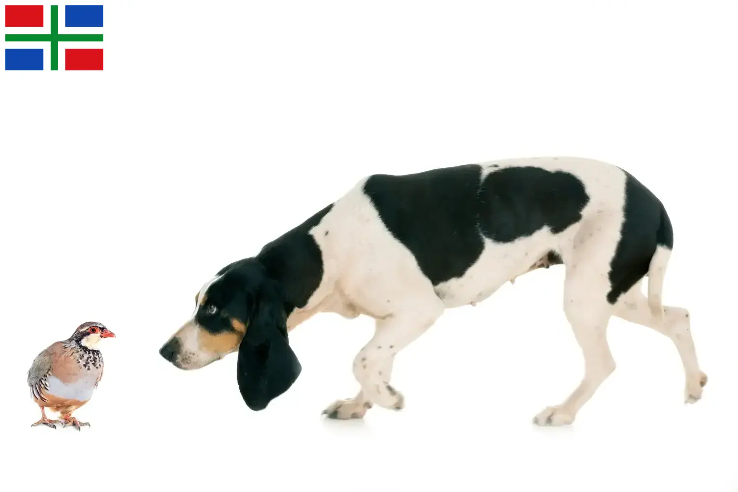 Read more about the article Swiss hound breeders and puppies in Groningen