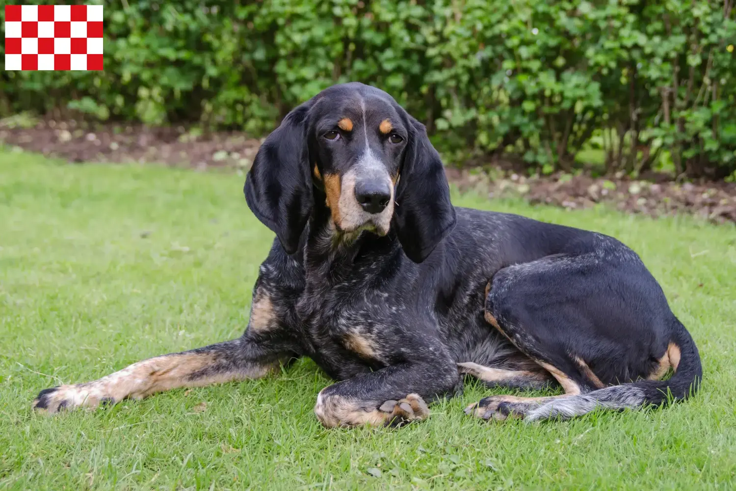 Swiss hound puppies and breeders North Brabant Here you'll find Swiss Hound breeders in North Brabant.