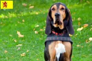 Read more about the article Swiss hound breeders and puppies in South Holland
