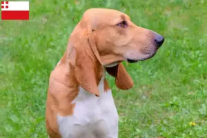 Read more about the article Swiss hound breeders and puppies in Utrecht