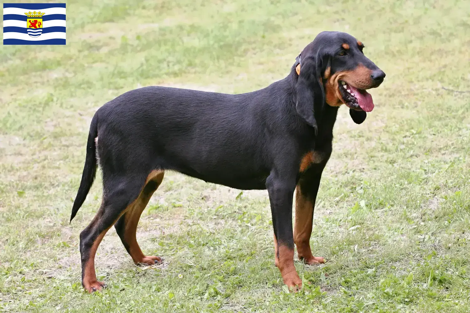 Swiss hound puppies and breeders Zeeland Here you'll find Swiss Mountain Dog breeders in Zeeland.