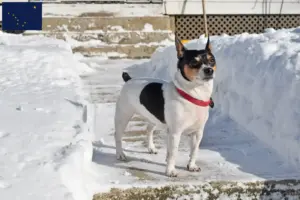 Read more about the article Teddy Roosevelt Terrier Breeders and Puppies in Alaska