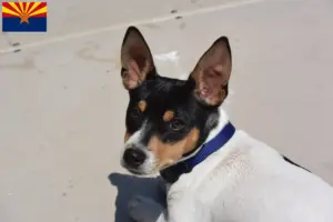 Read more about the article Teddy Roosevelt Terrier Breeder and Puppies in Arizona