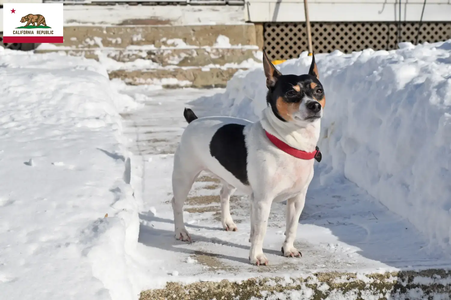 Teddy Roosevelt Terrier Puppies and Breeder California Find Teddy Roosevelt Terrier breeders in California here.