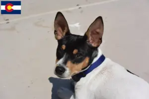 Read more about the article Teddy Roosevelt Terrier Breeders and Puppies in Colorado